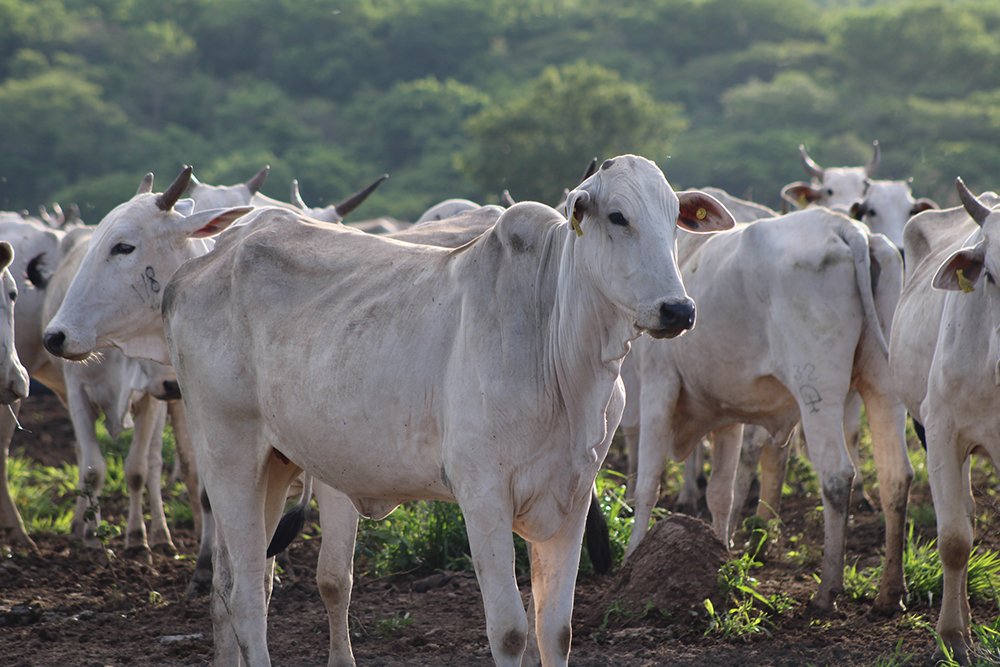 Programa Carne Sustentável do Pantanal chega a 85 mil abates em MS