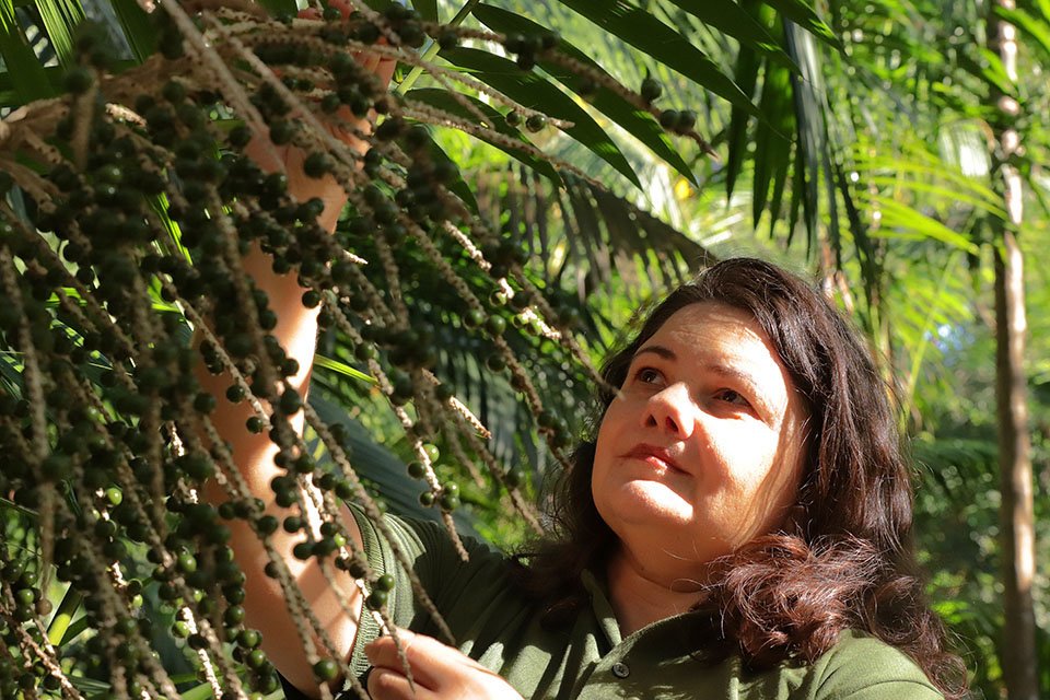 Sequenciamento inédito do genoma do açaí pode acelerar desenvolvimento de novas variedades e produtos