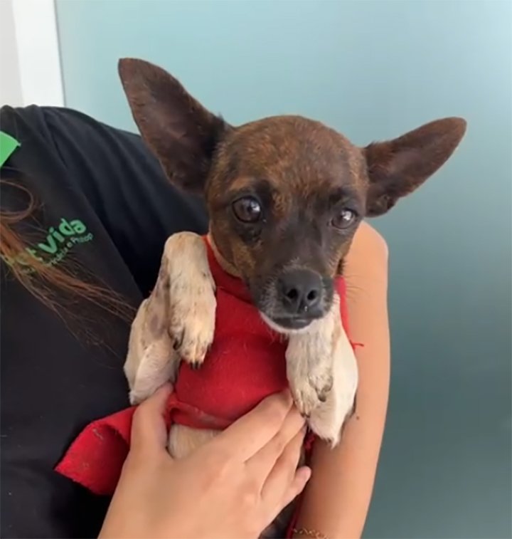 Clínica Pet Vida procura tutor de cãozinho resgatado no bairro Rita Vieira