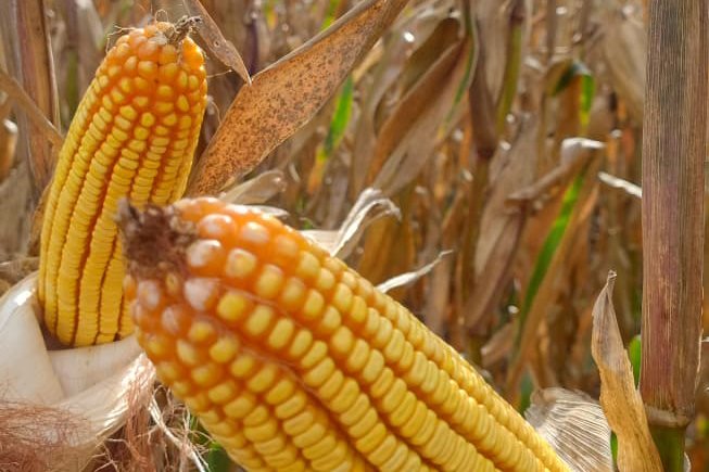 Milho em MS: mais de 70% das lavouras seguem em boas condições enquanto colheita da segunda safra começa pelo Estado