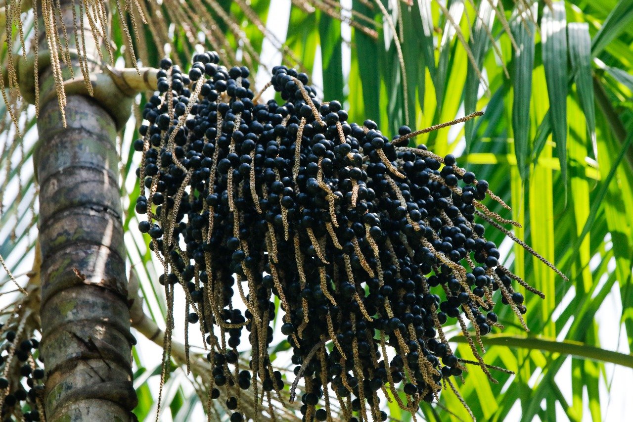 Boom mundial do açaí impulsiona economia amazônica, mas levanta preocupação com biodiversidade e preço da fruta