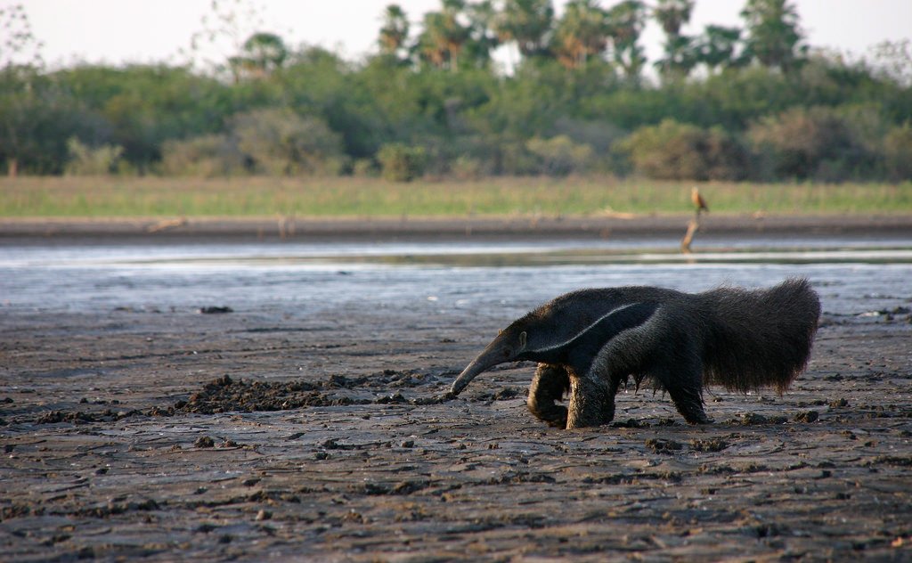 Pantanal perdeu 80% da água superficial em quatro décadas e pesquisadores alertam para risco ao bioma