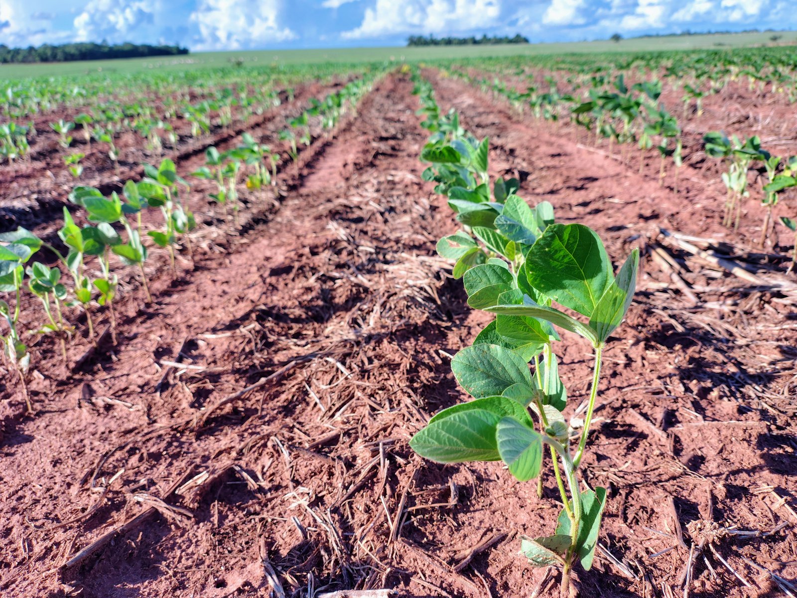 El Niño deve marcar início do plantio da soja em MS; veja a previsão