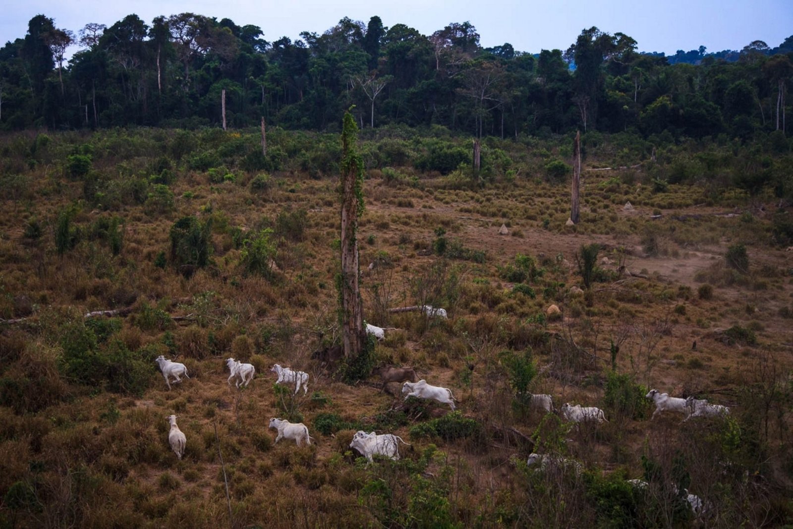 Jamanxim na mira: Senado recebe pedido para acelerar redução de floresta protegida no Pará