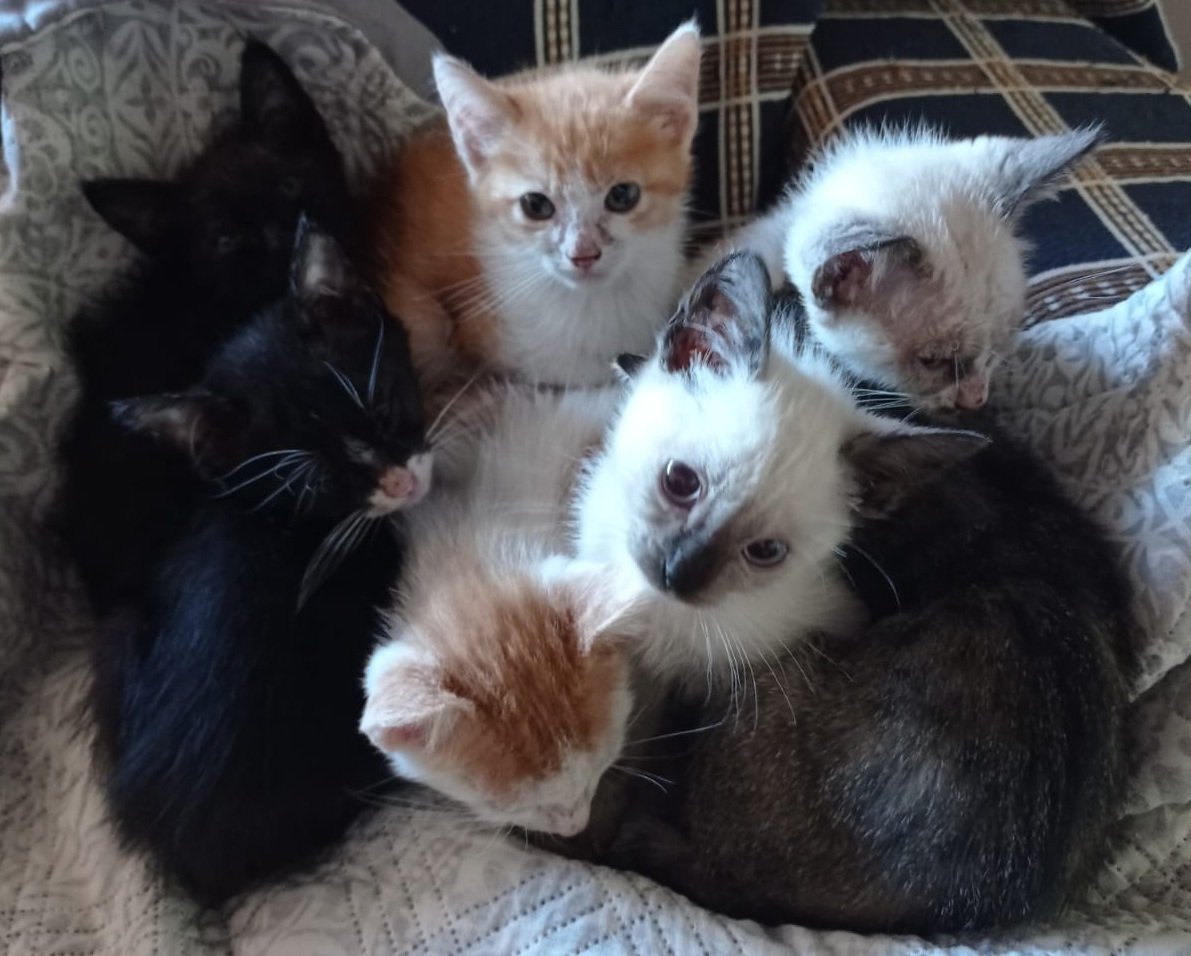 Amicats promove feira para encontrar um lar para 16 gatinhos resgatados
