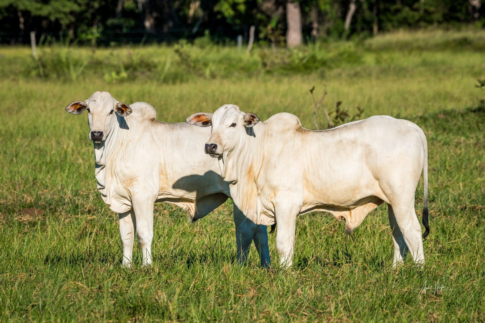 Cooperativa de pecuaristas mira R$ 10 milhões em economia após resultado recorde