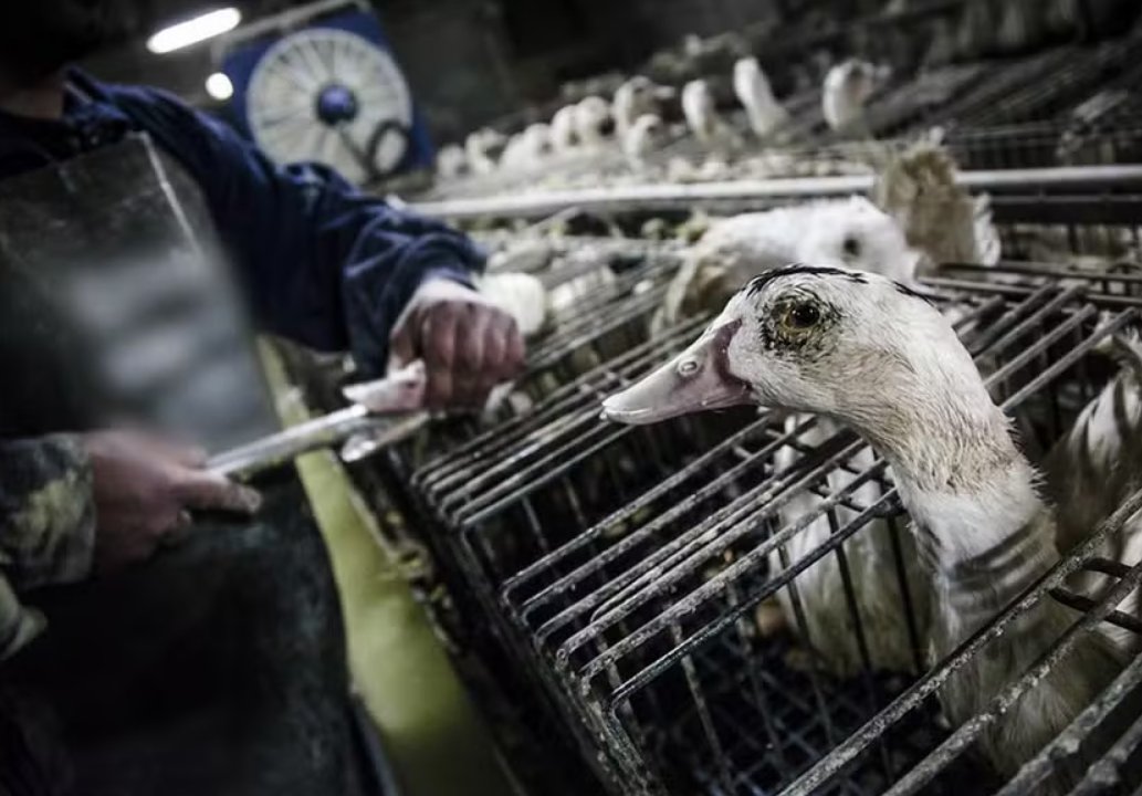 Adeus ao foie gras: Brasil transforma em crime a produção de alimento ligado ao sofrimento animal