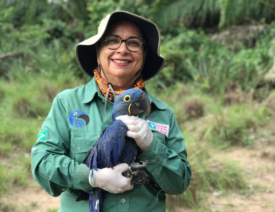Big Day das Araras-Azuis reúne Brasil, Bolívia e Paraguai para maior contagem da espécie na natureza