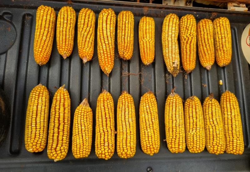 Colheita do milho acelera em MS com 823 mil hectares já colhidos
