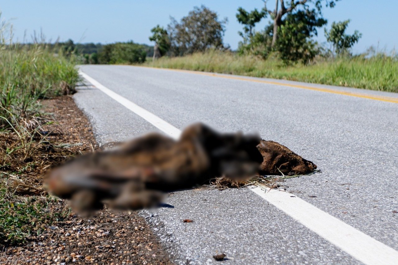 Trecho da MS-345 entre Anastácio e Bonito ganhará cercas contra atropelamentos de fauna