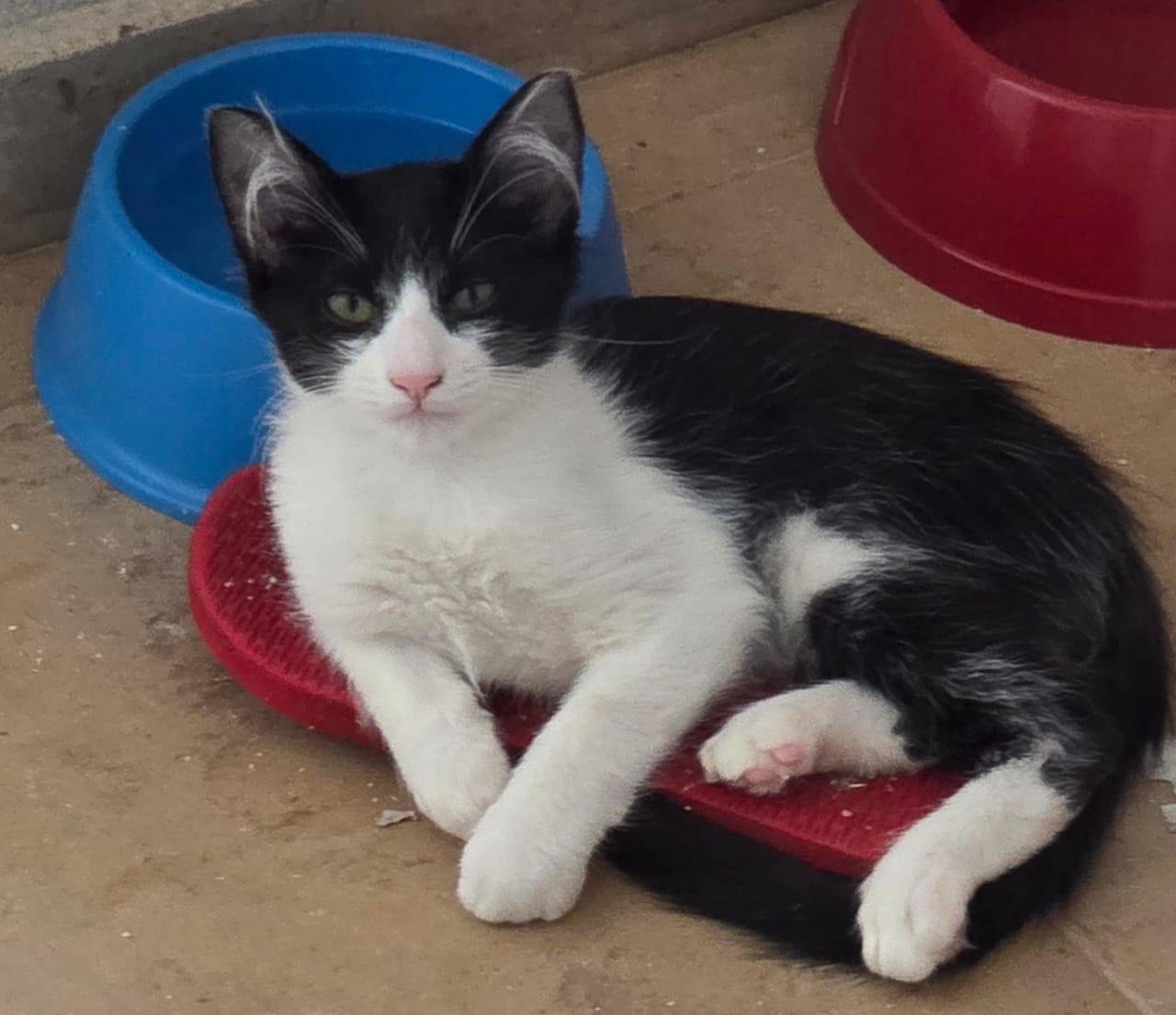 Feira da Amicats reúne 15 gatos para adoção em Campo Grande nesta sexta (14)