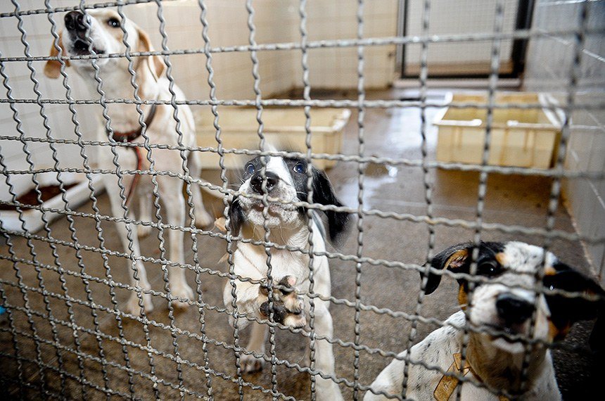 Gleice Jane quer barrar guarda de animais por condenados por maus-tratos