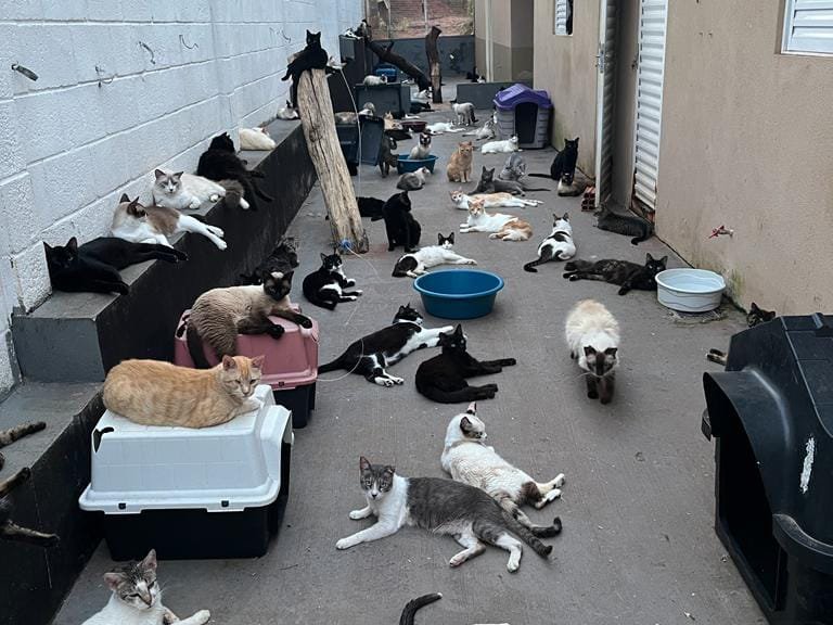 Amicats chega ao limite e pede socorro para não fechar as portas em Campo Grande