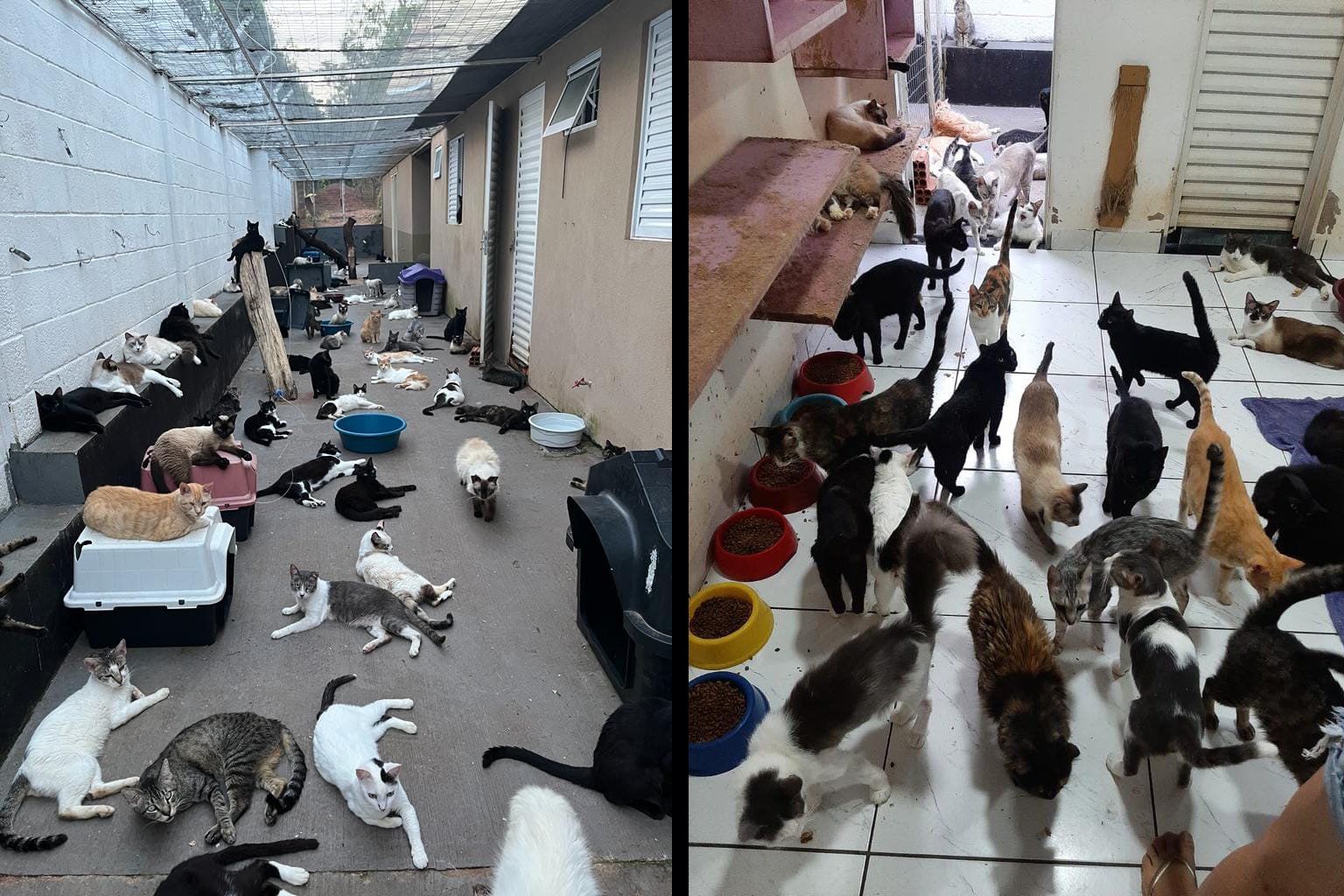 Amicats ampara quem foi abandonado e pede ajuda para não deixar animais desassistidos