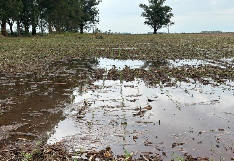 Plantio da soja em MS enfrenta desafios com solo encharcado e chuvas intensas