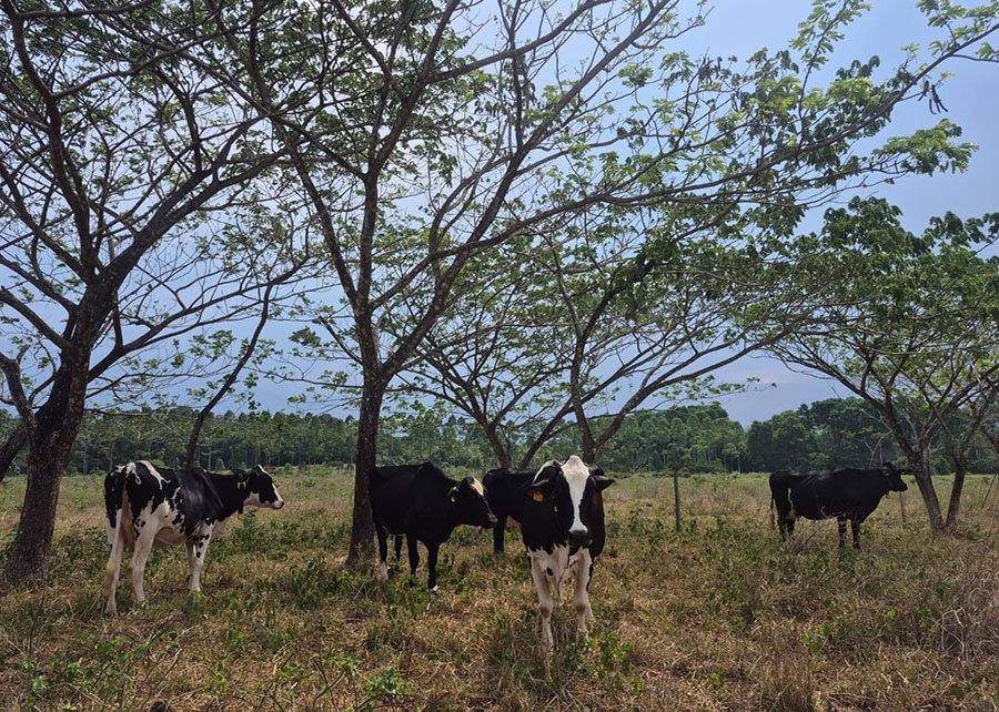 Árvore nativa de MS supera eucalipto em estudo sobre qualidade do solo