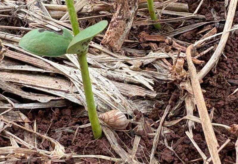 Lesmas e caracóis preocupam produtores de soja em Mato Grosso do Sul