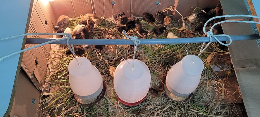 Técnicas de criação de galinhas ampliam produção de alimentos no Pantanal