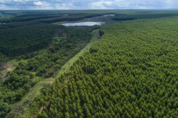 Celulose transforma e impulsiona município de Inocência