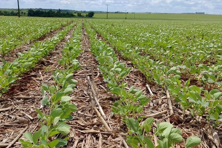 Plantio de soja em Mato Grosso do Sul atinge 72,2% da área total