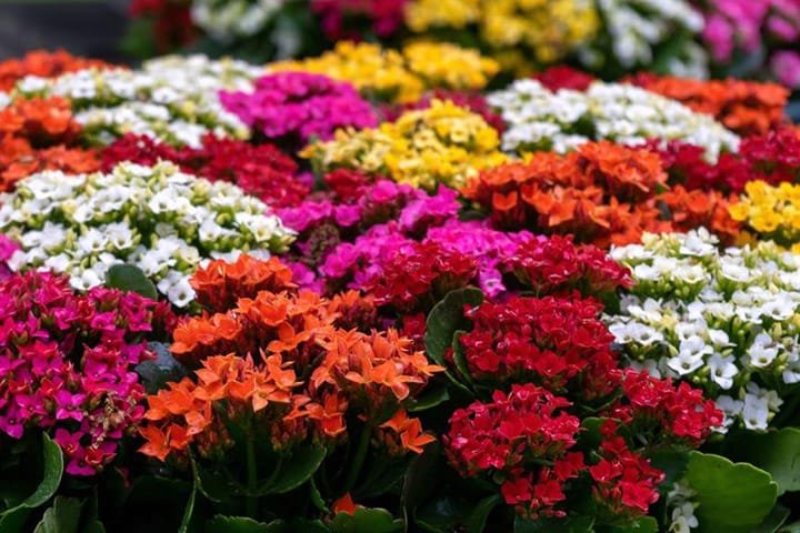 Finados: variação de preço em flores e velas chega a 242%
