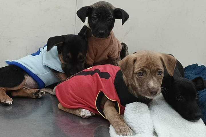 Feira da Bolívia recebe ação de adoção de pets neste domingo