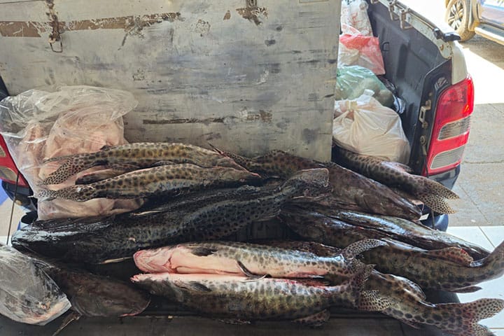 Operação Piracema apreende mais de 400 quilos de pescado ilegal em MS