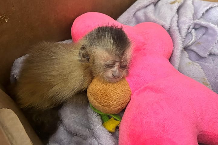 CRAS/Imasul acolhe filhote de macaco-prego com fratura