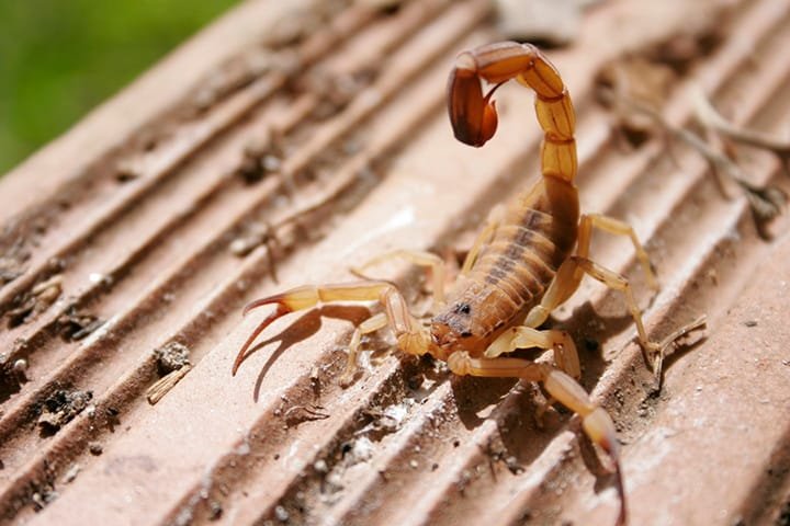 Sidrolândia emite alerta sobre aumento de escorpiões