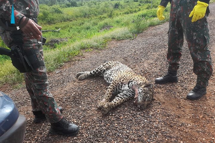 BR-262 registra 20ª morte de onça-pintada desde o início do monitoramento, em 2016