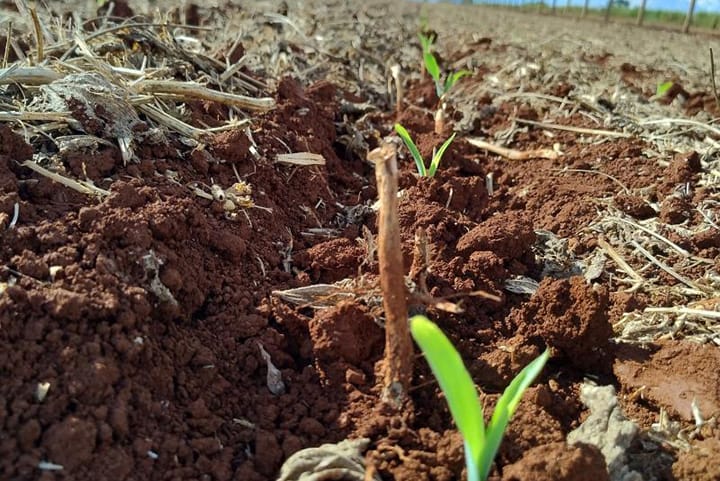 Mato Grosso do Sul deve colher 10,2 milhões de toneladas de milho na safra 2024/2025