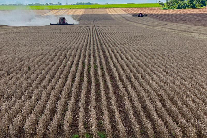 Colheita da soja avança no Estado, mas 1,9 milhão de hectares sofre com estiagem