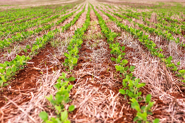 Novas variedades de soja combinam resistência a pragas e tolerância a herbicidas