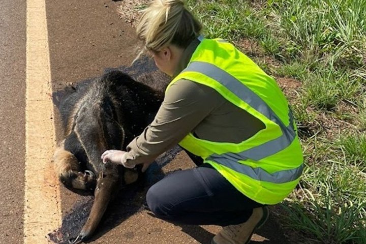 Fórum debate como prevenir atropelamentos de animais silvestres em rodovias de Mato Grosso do Sul