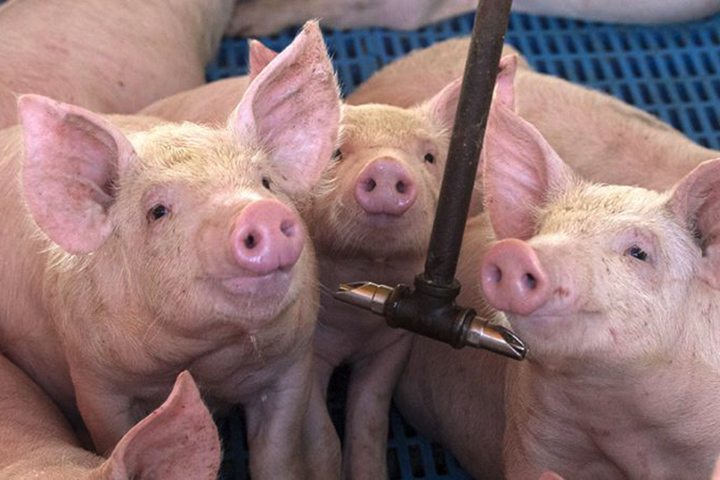 Demanda interna recua e indústria de carne suína aposta nas exportações