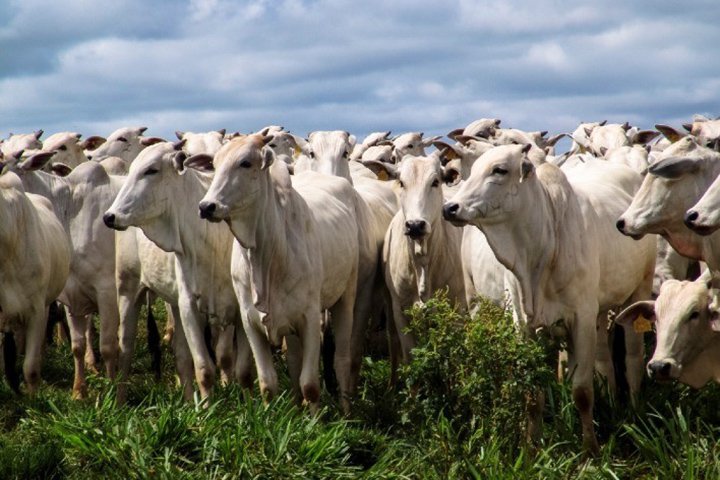 Pecuária encerra maio com queda no boi gordo e alta nas exportações