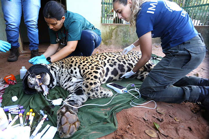 Onça-pintada resgatada no Pantanal é transferida para abrigo de fauna em SP