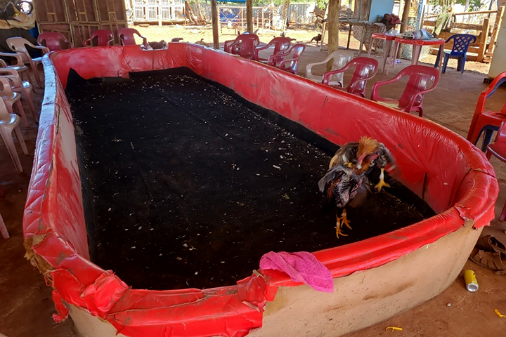 Polícia estoura rinha de galos em Campo Grande e encontra dezenas de aves feridas