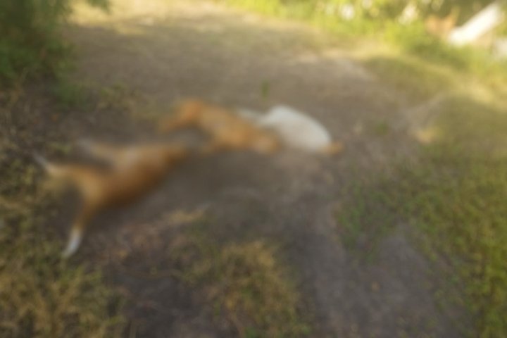 Homem é preso em Ladário após armadilha elétrica matar três cães