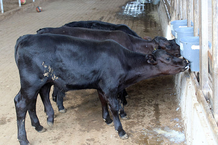 Brasil tem seus primeiros bezerros editados para resistir ao calor