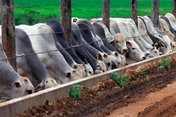 Brasil conquista certificado de área livre de febre aftosa sem vacinação e projeta nova era na pecuária