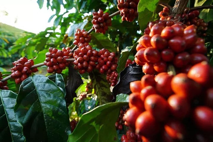 Produtores seguram as vendas e café deve pesar mais no bolso do brasileiro