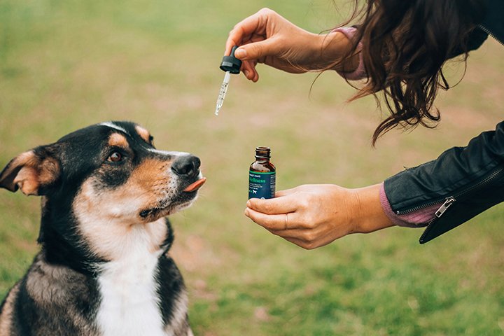Caso de cachorro que atacou tutora reacende alerta: você sabe como está a saúde do seu pet?