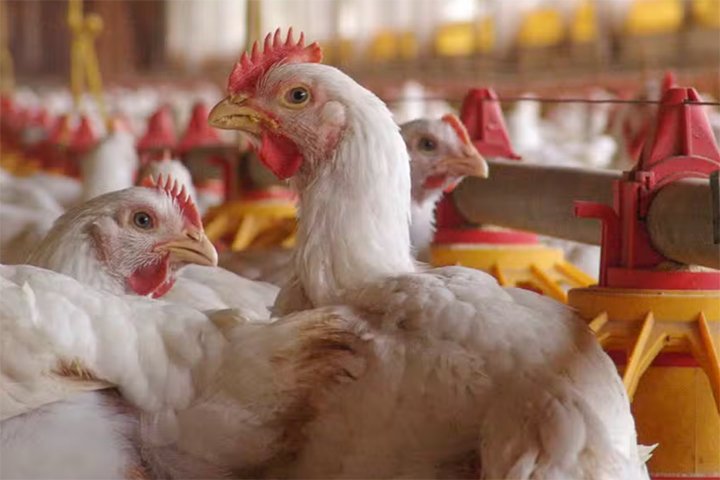 Gripe Aviária no Rio Grande do Sul não atingirá preço da carne de frango