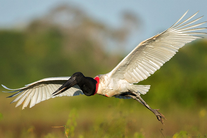 Tuiuiú é declarado ave símbolo do Pantanal Sul-Mato-Grossense