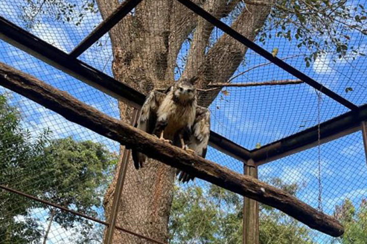 Águia-cinzenta ameaçada de extinção é solta após tratamento em Campo Grande