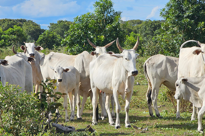Carne Sustentável do Pantanal atinge R$ 63 milhões em incentivos e inicia nova fase