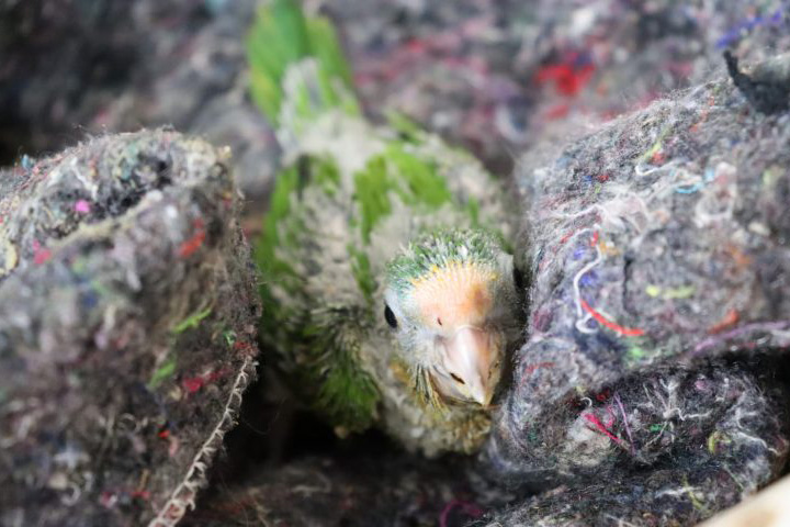 CRAS reforça proteção a animais silvestres durante onda de frio em Mato Grosso do Sul