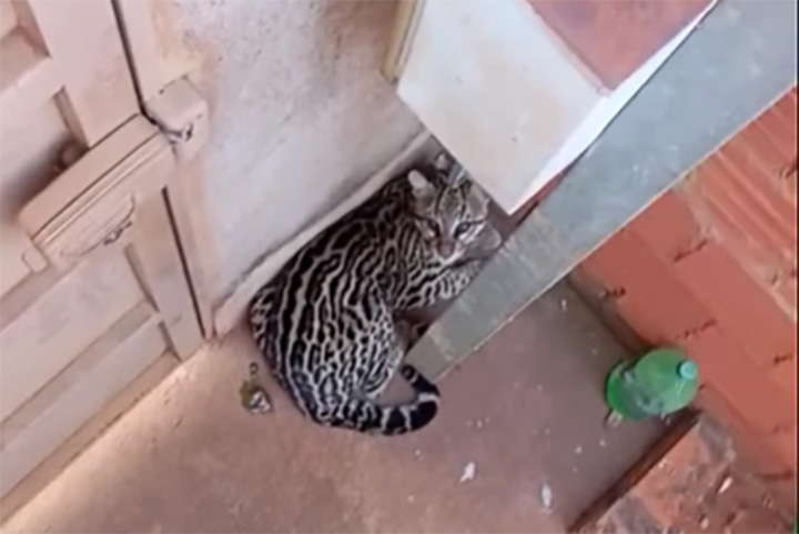 Jaguatirica resgatada em Aparecida do Taboado é devolvida à natureza pela PMA