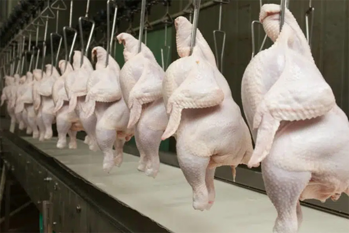 Mercado de carne de frango recua entre pressão de preços e vigilância contra gripe aviária